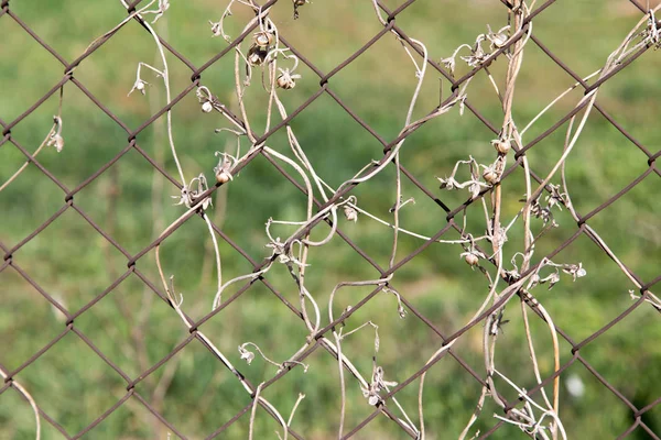 bir metal çit bir zemin olarak üzerinde kuru dağcı