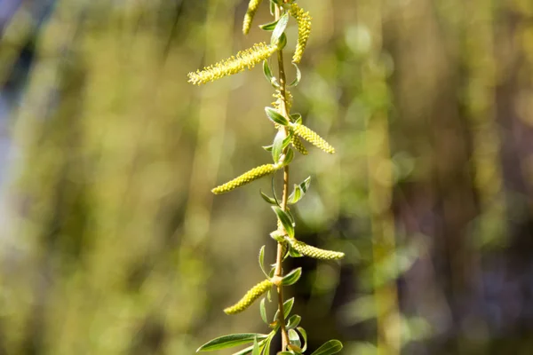 Fiori sull'albero in natura salice — Foto Stock