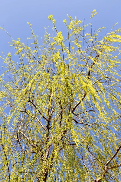 Flores na árvore na natureza salgueiro — Fotografia de Stock