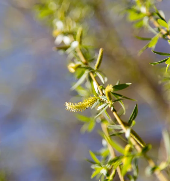 Blumen auf dem Baum in der Natur Weide — Stockfoto