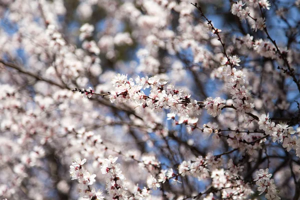 Doğa ağacında çiçekler — Stok fotoğraf
