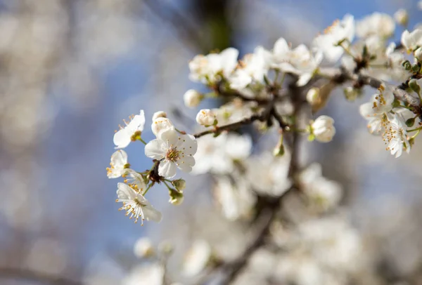 Fleurs sur l'arbre dans la nature — Photo