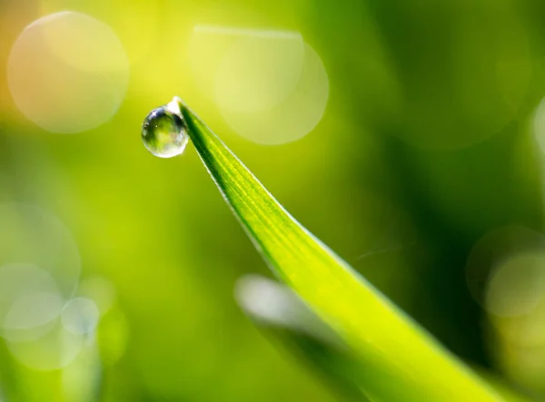 Gotas de orvalho na grama verde — Fotografia de Stock