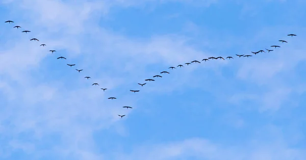 Σμήνος κύκνων που πετούν ενάντια σε ένα γαλάζιο ουρανό στο νότο — Φωτογραφία Αρχείου