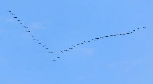 Troupeau de cygnes volant contre un ciel bleu dans le sud — Photo