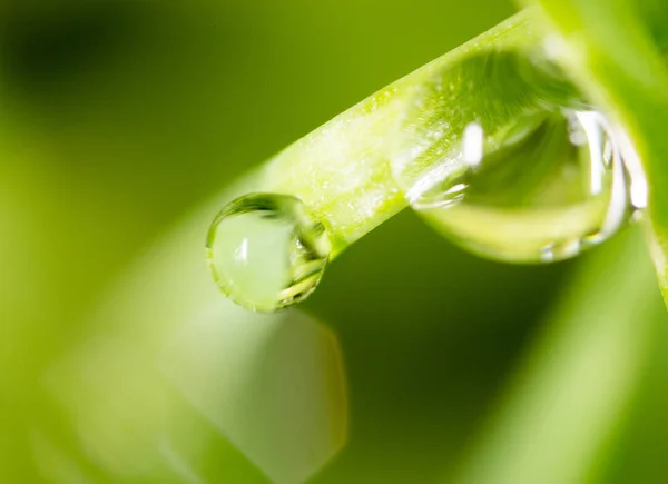 Daggdroppar på gräset. makro — Stockfoto