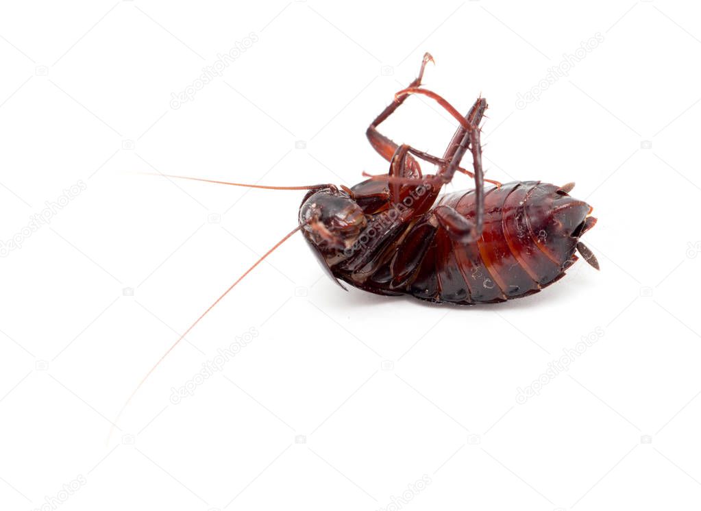 cockroach on a white background