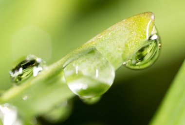 Çimlerin üzerindeki çiy damlaları. makro