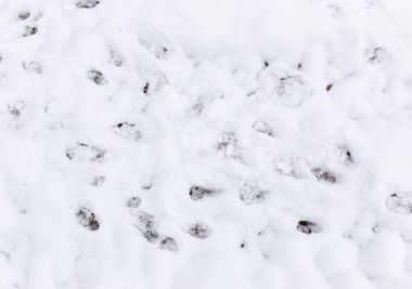Karda köpek ayak izleri.
