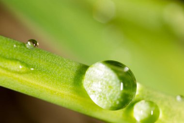 Çimlerin üzerindeki çiy damlaları. makro