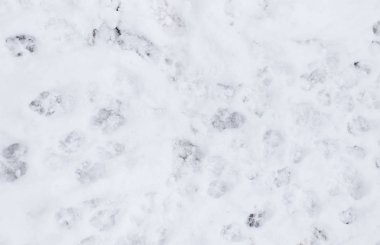 Karda köpek ayak izleri.