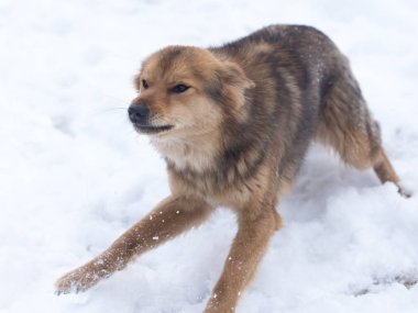 köpek portre Kışın açık havada