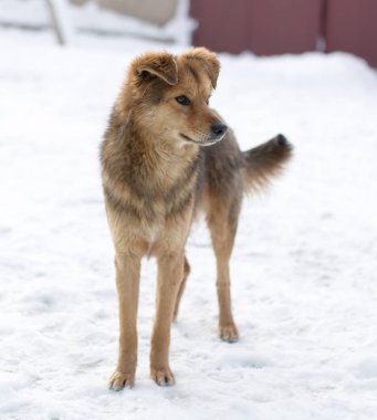 köpek portre Kışın açık havada