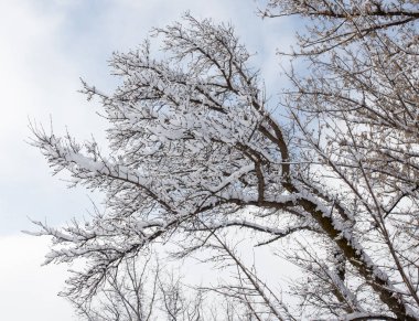 Ağaçta kar var Mavi Gökyüzüne karşı