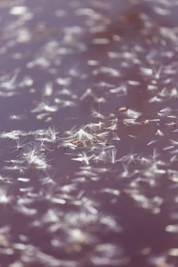 Doğada suyun yüzeyindeki bir karahindibanın tüyleri.