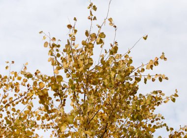 Arka plan olarak sonbahar ağaçlarındaki sarı yapraklar