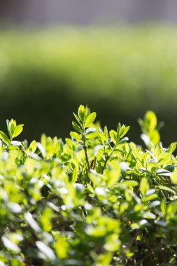 İlkbaharda bir çalılıkta genç yapraklar