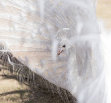 Güzel erkek tavus kuşu portresi. Kuyruk tüyleri yayılmış.