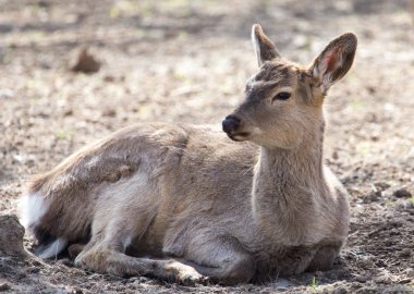 Doğadaki parkta genç bir dişi geyik.