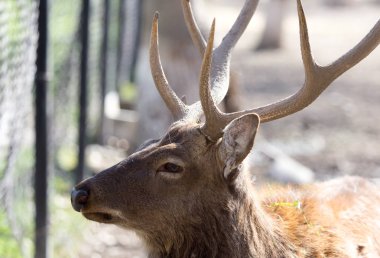 Doğada genç bir erkek geyiğin portresi