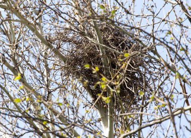 doğada ağaç üzerinde yuva