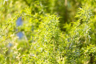 ağaç bahar willow çiçekler