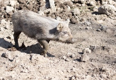 Hayvanat bahçesindeki çamurda yaban domuzu