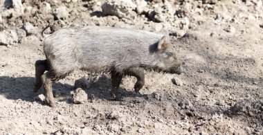 Hayvanat bahçesindeki çamurda yaban domuzu