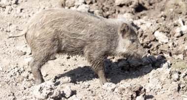Hayvanat bahçesindeki çamurda yaban domuzu