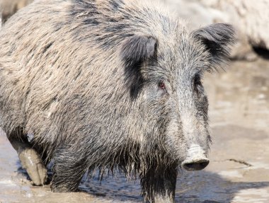 Hayvanat bahçesindeki çamurda yaban domuzu