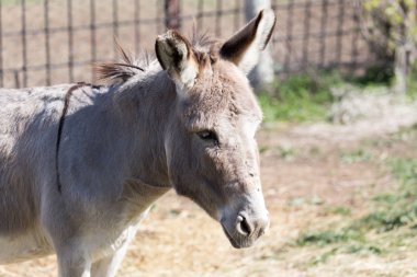 Doğada parktaki bir eşeğin portresi