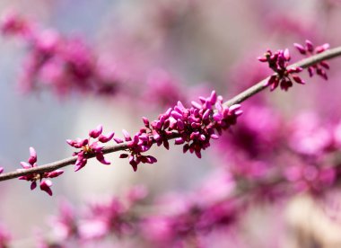 Doğada ağaçtaki kırmızı çiçekler