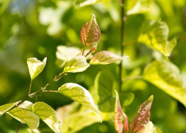 Doğada ağaçtaki yeşil yapraklar