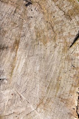 arka plan olarak doğada güdük