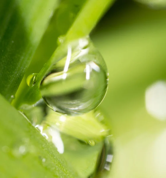 Dauwdruppels op het gras. Macro — Stockfoto