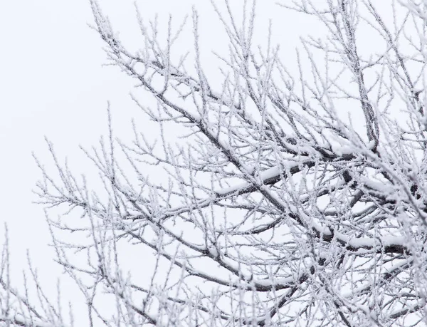 Śnieg na drzewie w przyrodzie — Zdjęcie stockowe