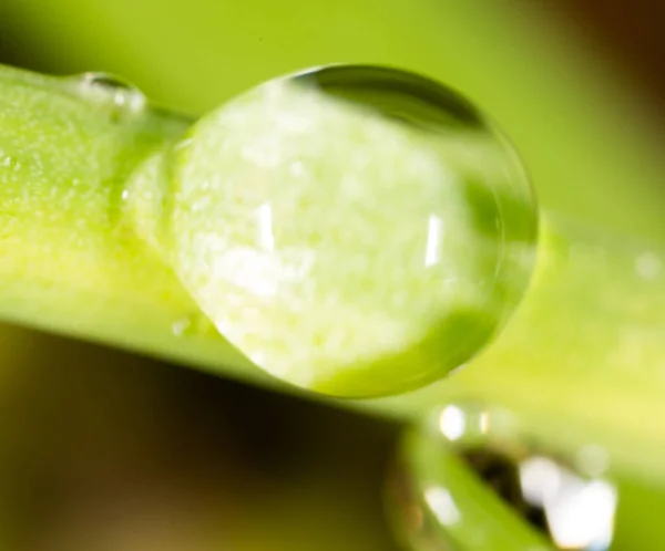 Dauwdruppels op het gras. Macro — Stockfoto