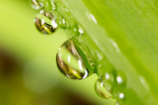 Dauwdruppels op het gras. Macro — Stockfoto