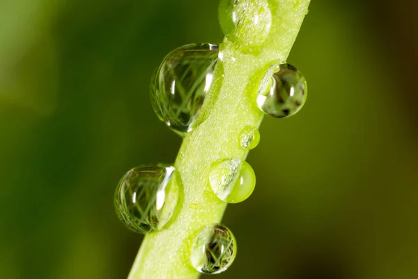 Gotas de orvalho na relva. macro — Fotografia de Stock