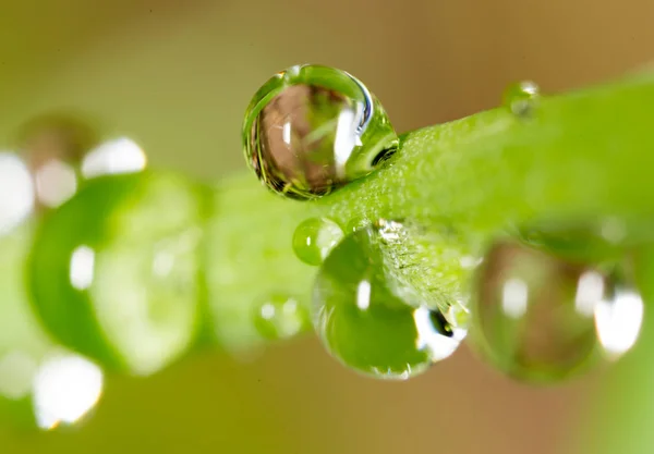 Drops of dew on the grass. macro — Stock Photo, Image