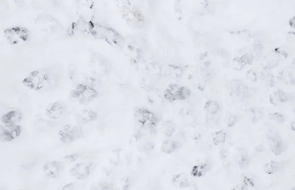 雪地上的狗脚印 — 图库照片