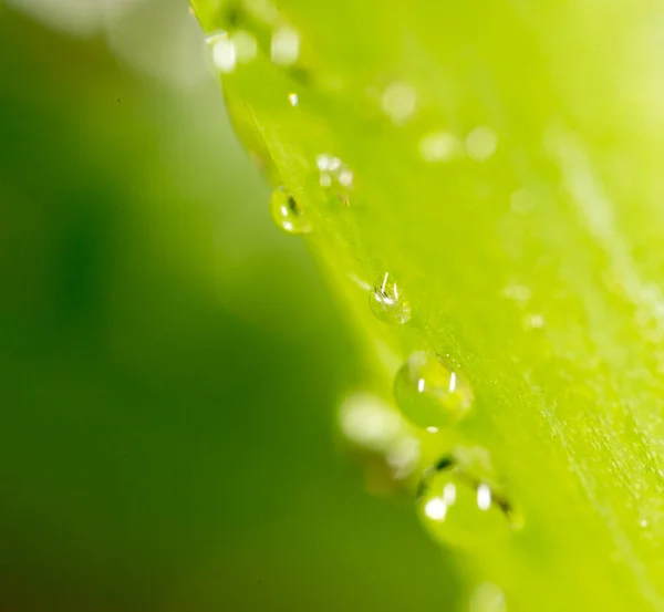 Daggdroppar på gräset. makro — Stockfoto