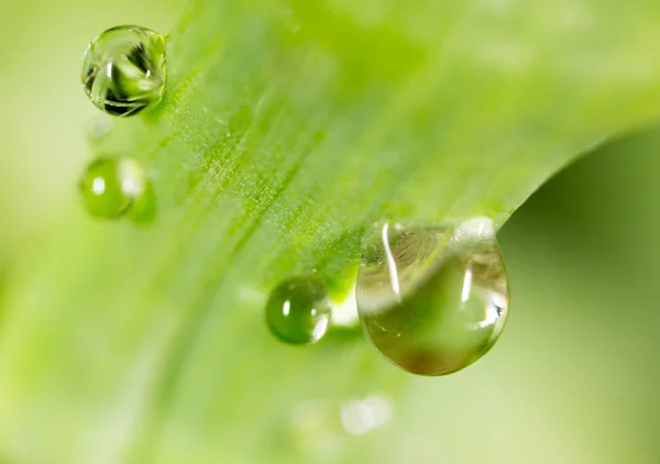 Gotas de orvalho na relva. macro — Fotografia de Stock