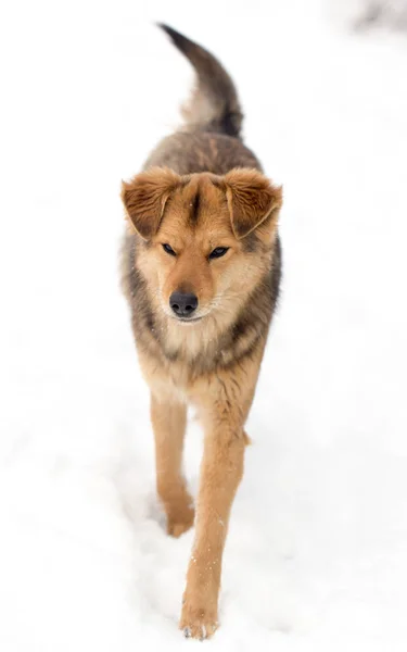 冬の屋外を走っている犬 — ストック写真