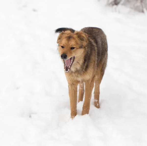 Portrét psa venku v zimě — Stock fotografie