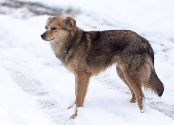 Hund porträtt utomhus på vintern — Stockfoto