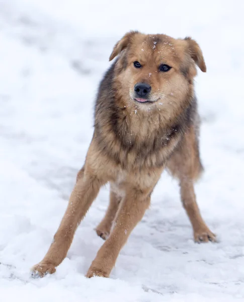 Ritratto del cane all'aperto in inverno — Foto Stock