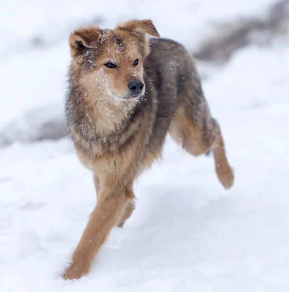 Σκύλο που τρέχει σε εξωτερικούς χώρους το χειμώνα — Φωτογραφία Αρχείου