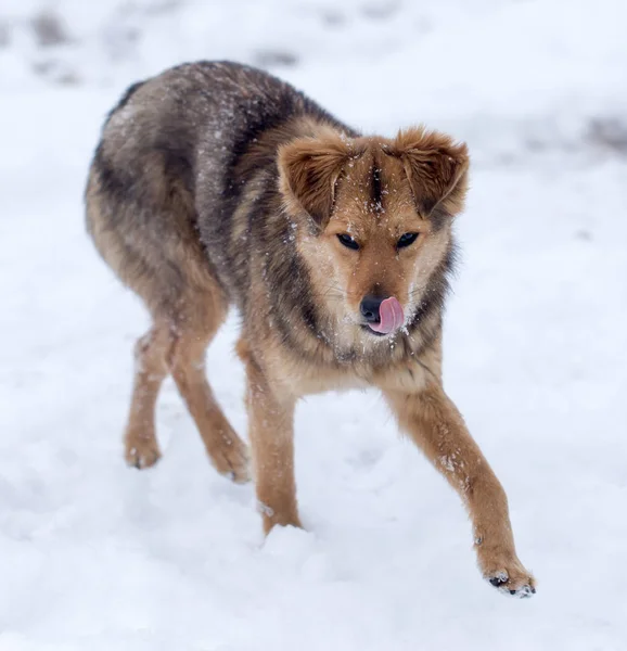 Cane che corre all'aperto in inverno — Foto Stock