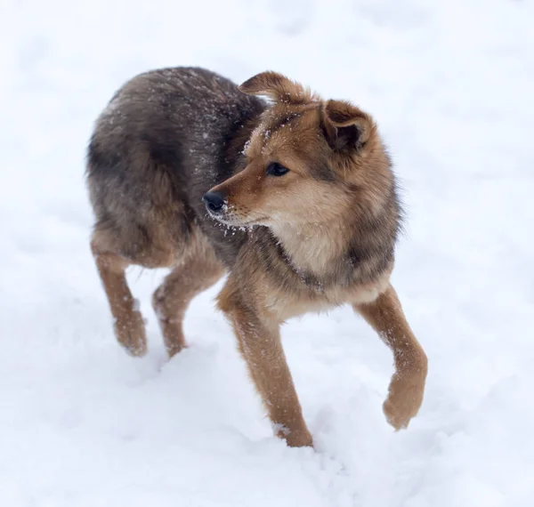 Σκύλο που τρέχει σε εξωτερικούς χώρους το χειμώνα — Φωτογραφία Αρχείου